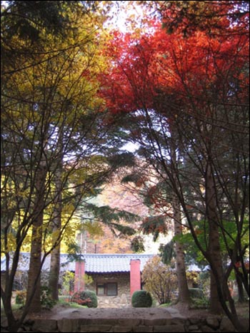 가지 끝부터 물이 들기 시작합니다. 숲은 늘 필요한 만큼의 빛만을 받아 세상을 밝힙니다. 